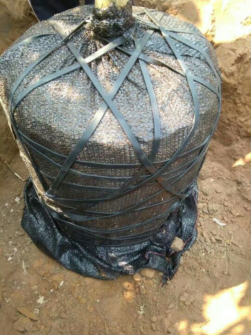金花茶