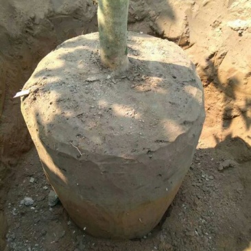 金花茶