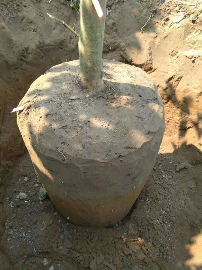 金花茶