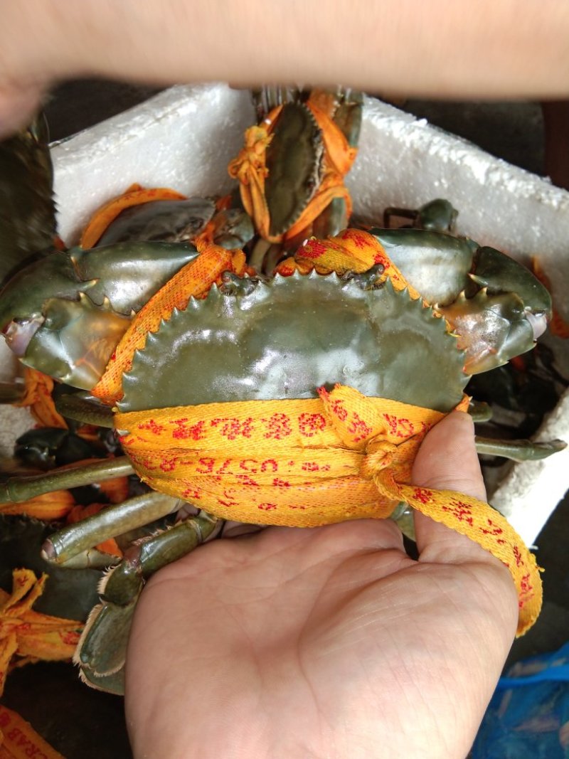 【李小多基地】三门青蟹批发