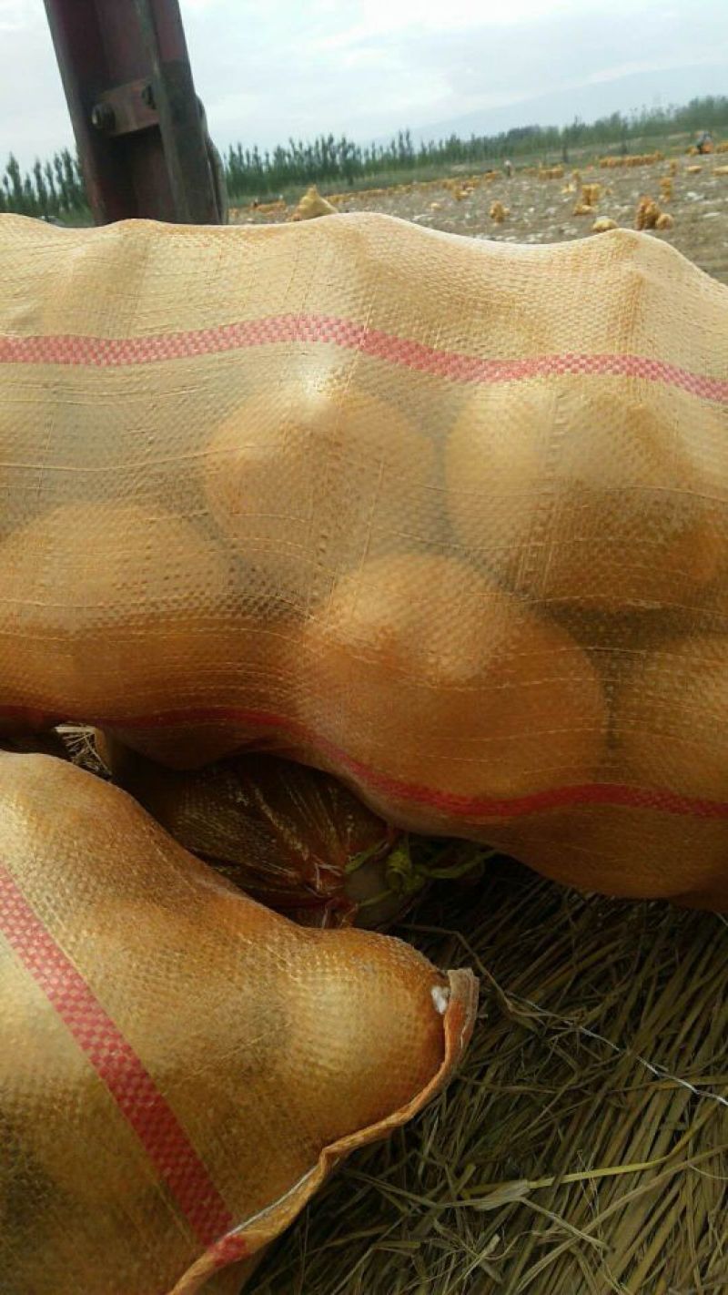 甘肃基地大西洋土豆商品薯，三两以上无空心！无黑心