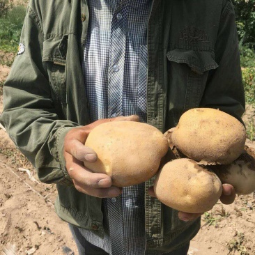 甘肃基地大西洋土豆商品薯，三两以上无空心！无黑心