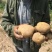 甘肃基地大西洋土豆商品薯，三两以上无空心！无黑心