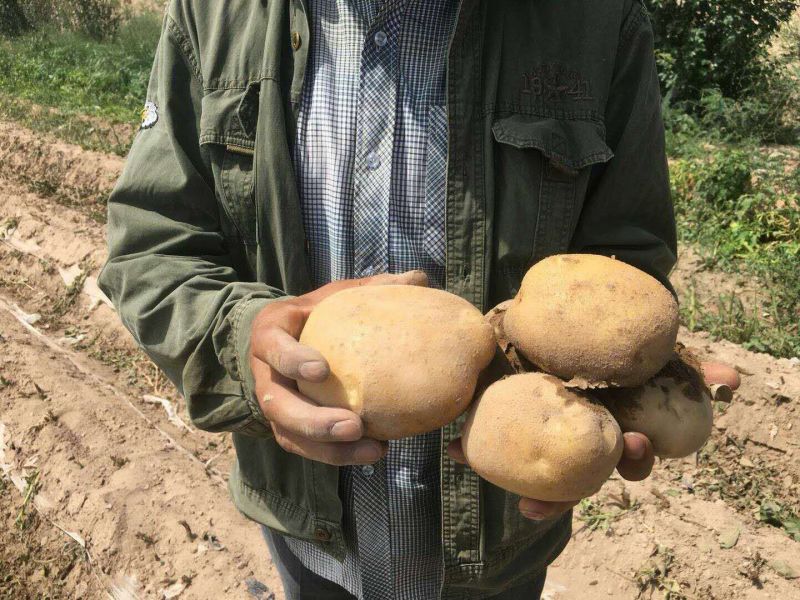 甘肃基地大西洋土豆商品薯，三两以上无空心！无黑心