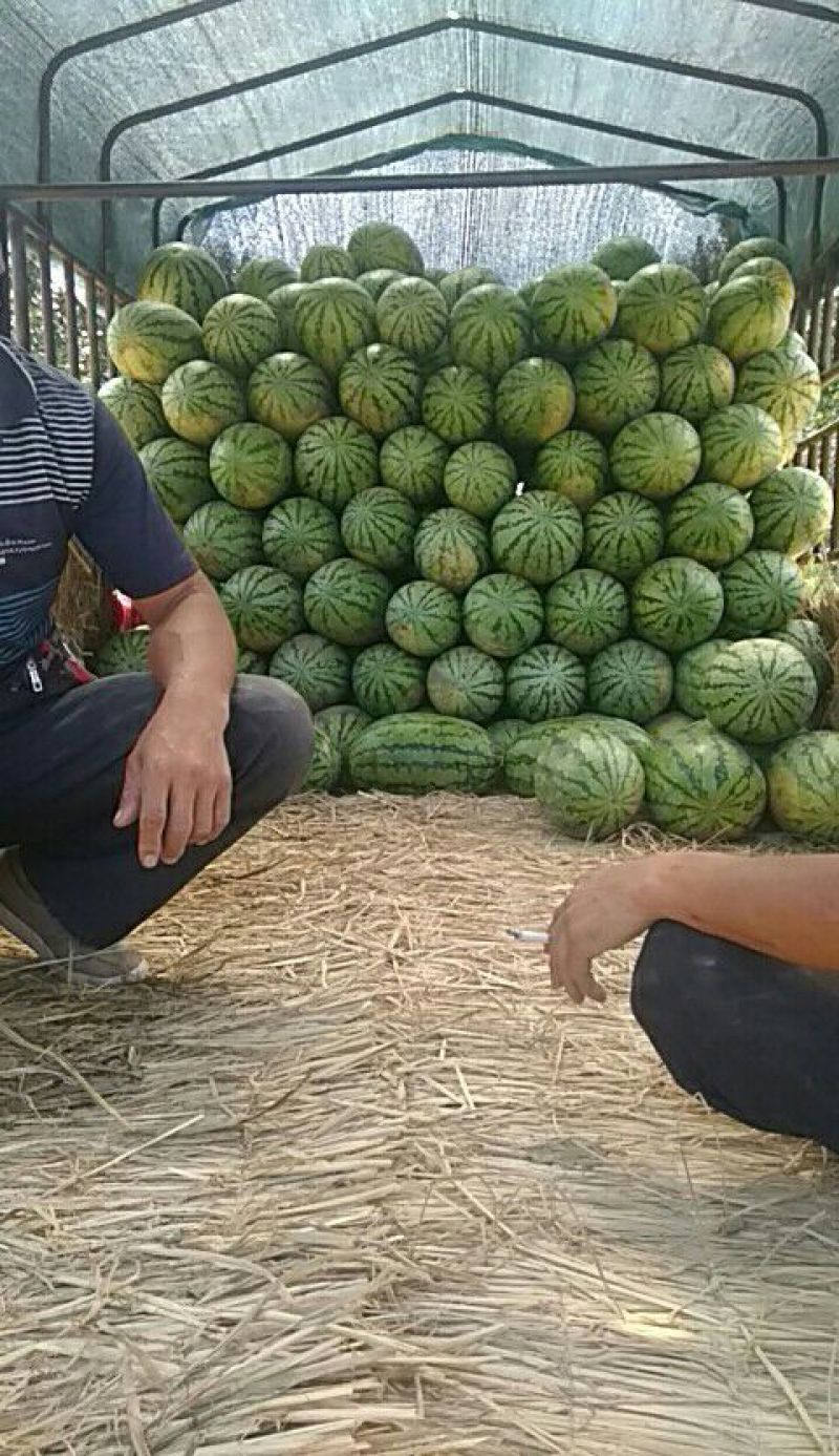 大量红壤金城五上市