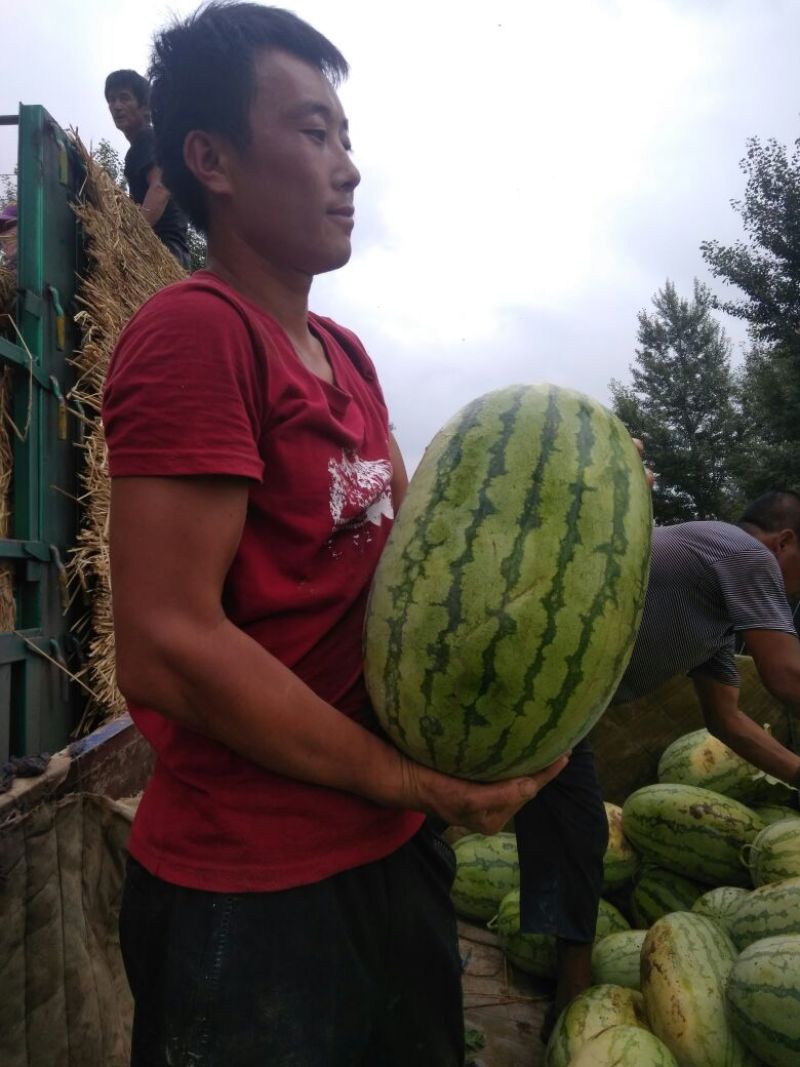 大量红壤金城五上市