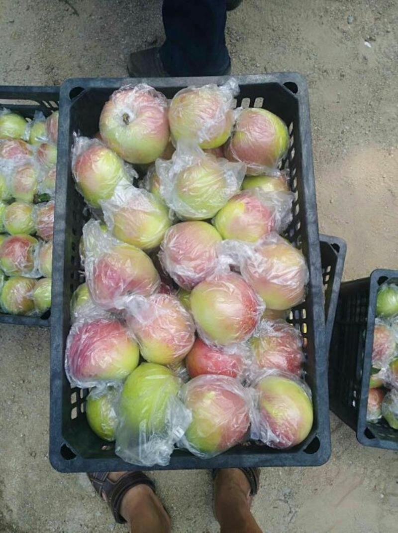 红露苹果产地一手货源，囗感好价格便宜颜色好果园看货