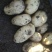 张家口蔬菜种植基地现货大量供应荷兰十五，希森，V7，