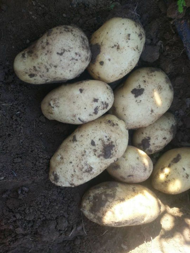 张家口蔬菜种植基地现货大量供应荷兰十五，希森，V7，