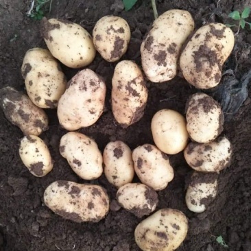 张家口蔬菜种植基地现货大量供应荷兰十五，希森，V7，