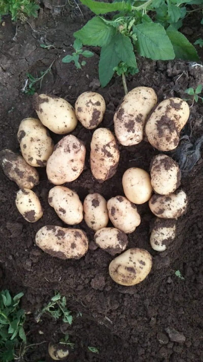 张家口蔬菜种植基地现货大量供应荷兰十五，希森，V7，