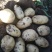 张家口蔬菜种植基地现货大量供应荷兰十五，希森，V7，