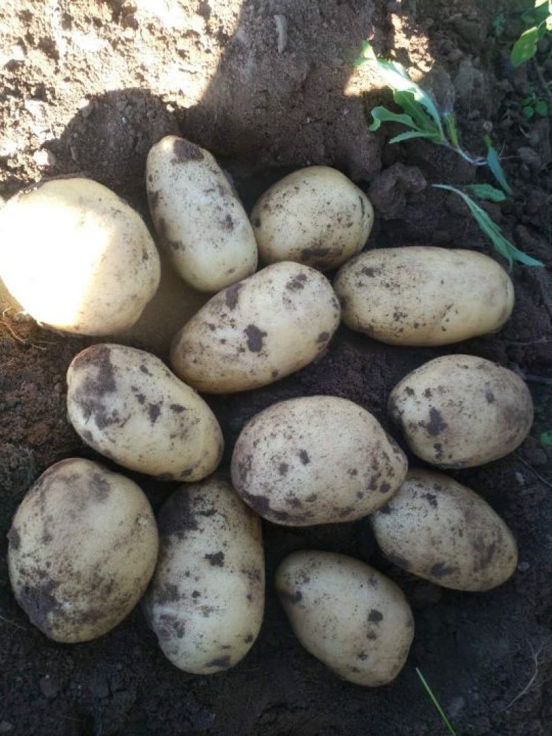 张家口蔬菜种植基地现货大量供应荷兰十五，希森，V7，
