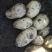 张家口蔬菜种植基地现货大量供应荷兰十五，希森，V7，