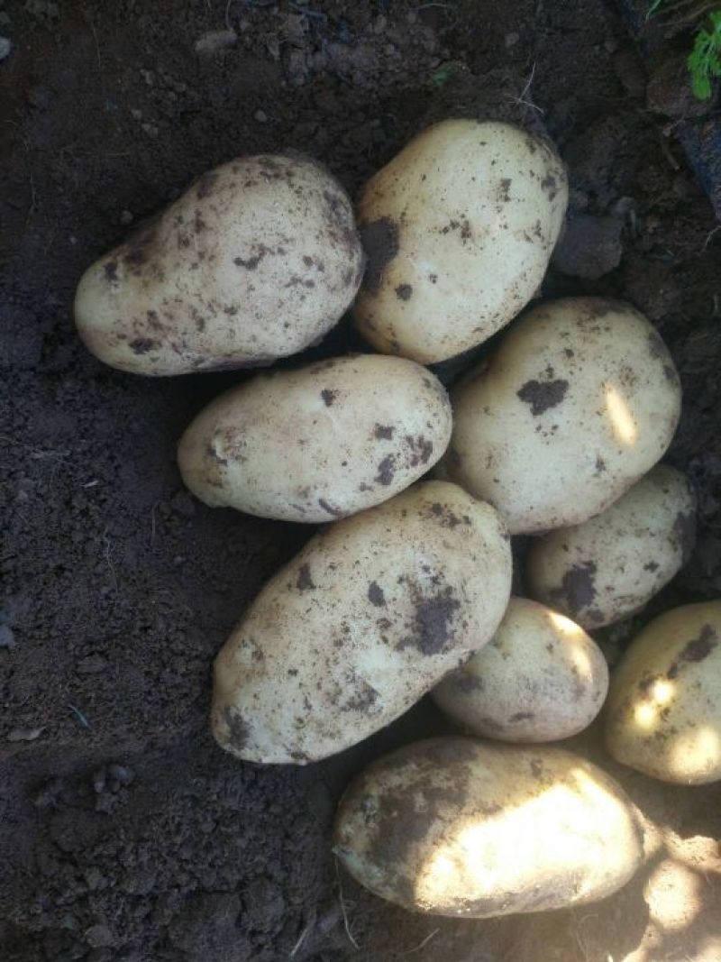 张家口蔬菜种植基地现货大量供应荷兰十五，希森，V7，