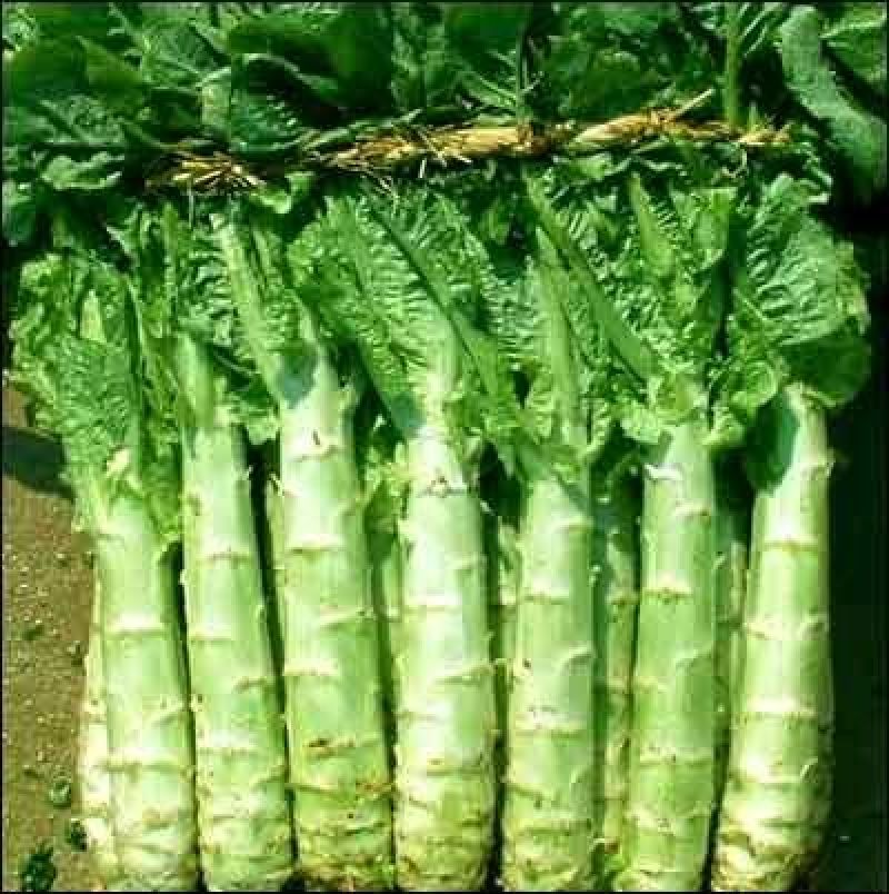 河北张家口蔬菜种植基地现货大量供应莴笋，里外绿，泰安子