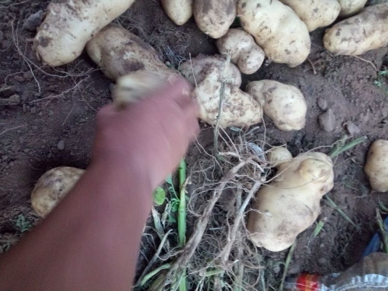 土豆荷兰系列，大西洋，川引，希森，等等各种土豆。
