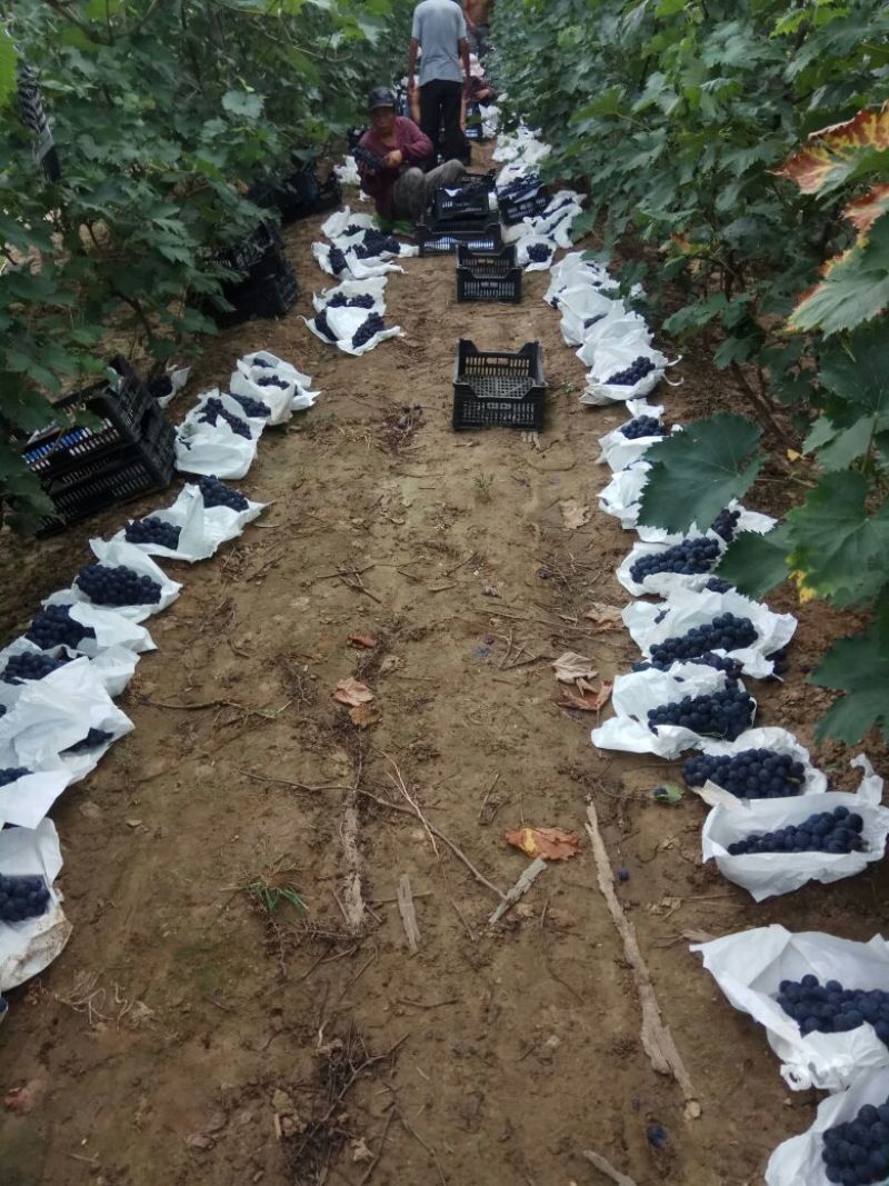 锦州辽峰葡萄上市，万亩巨峰基地，全国发货！