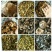 大量供应纯野生松蘑，肉蘑，质量好，色泽纯正，口感鲜嫩