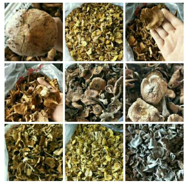 大量供应纯野生松蘑，肉蘑，质量好，色泽纯正，口感鲜嫩