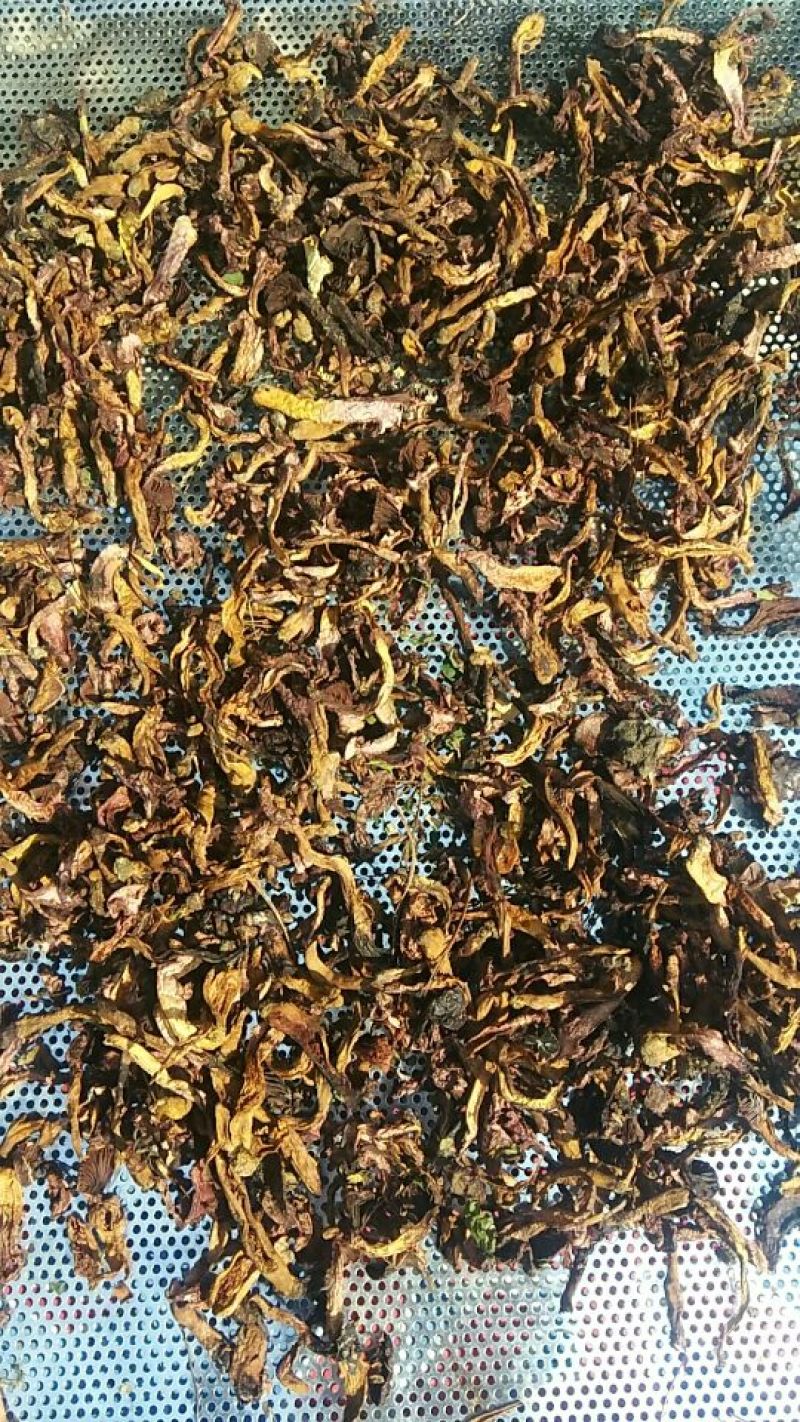 大量供应纯野生松蘑，肉蘑，质量好，色泽纯正，口感鲜嫩