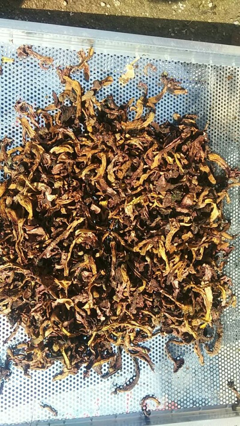 大量供应纯野生松蘑，肉蘑，质量好，色泽纯正，口感鲜嫩