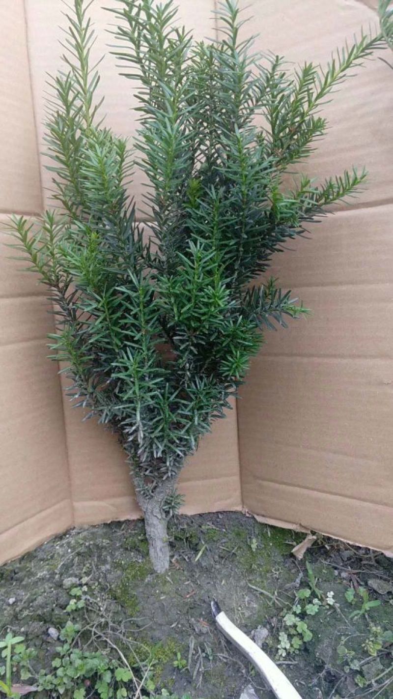 红豆杉精品曼地亚红豆杉6年盆景树，现货5000颗