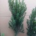 红豆杉精品曼地亚红豆杉6年盆景树，现货5000颗