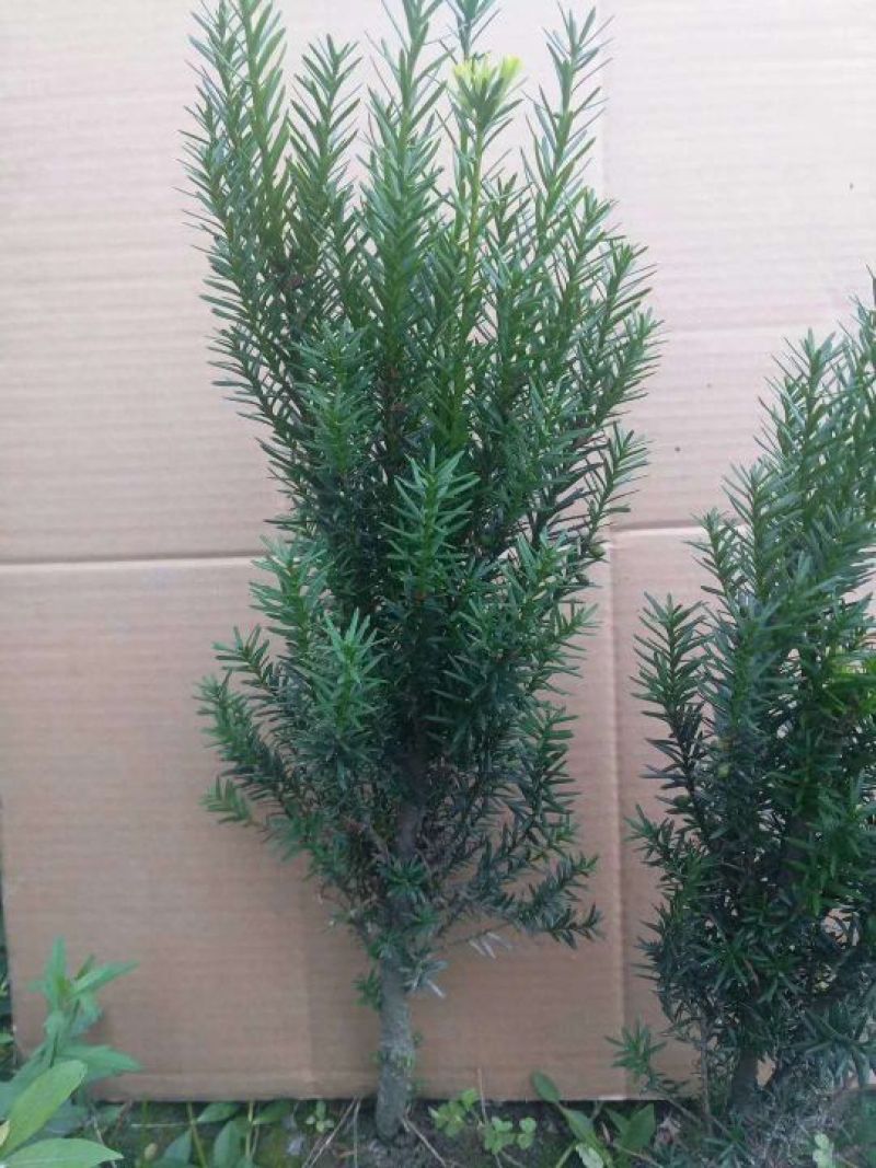 红豆杉精品曼地亚红豆杉6年盆景树，现货5000颗