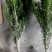 红豆杉精品曼地亚红豆杉6年盆景树，现货5000颗