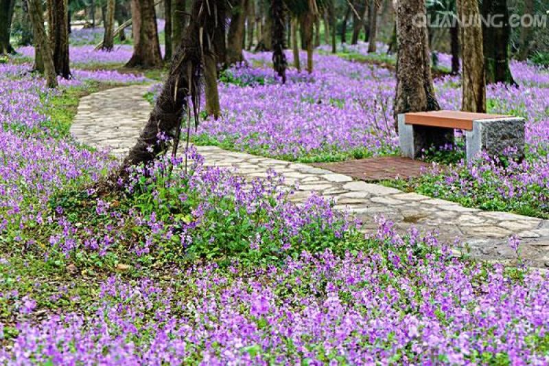 二月兰种子热门花海新种子发芽率高可货到付款