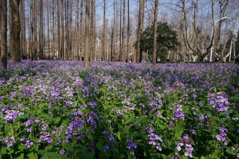 二月兰种子热门花海新种子发芽率高可货到付款