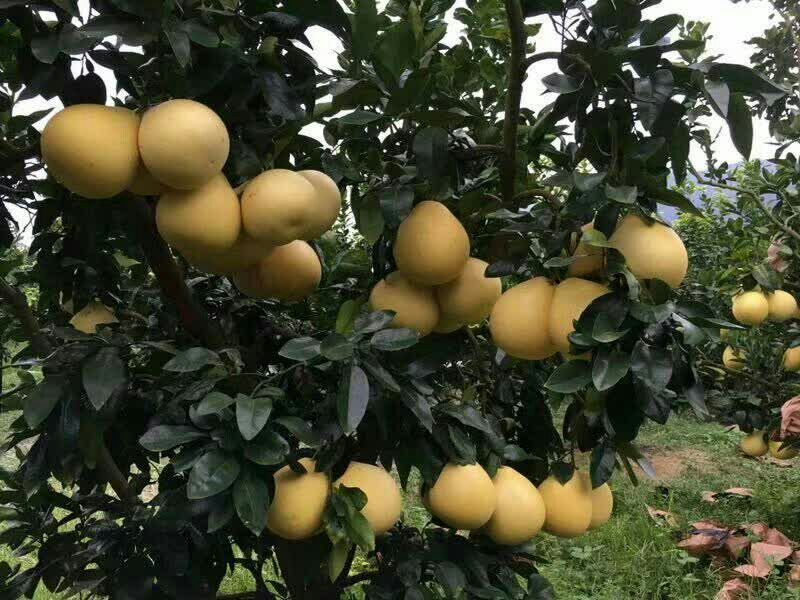 正宗广西容县白肉蜜柚自产自销可一件代发
