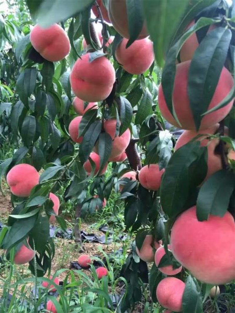 桃树苗。桃苗，河南桃树苗，中桃22号桃树苗，自家苗圃培育