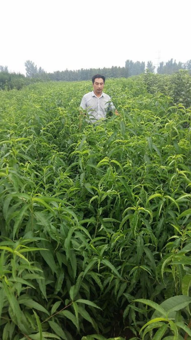 桃树苗。桃苗，河南桃树苗，中桃22号桃树苗，自家苗圃培育