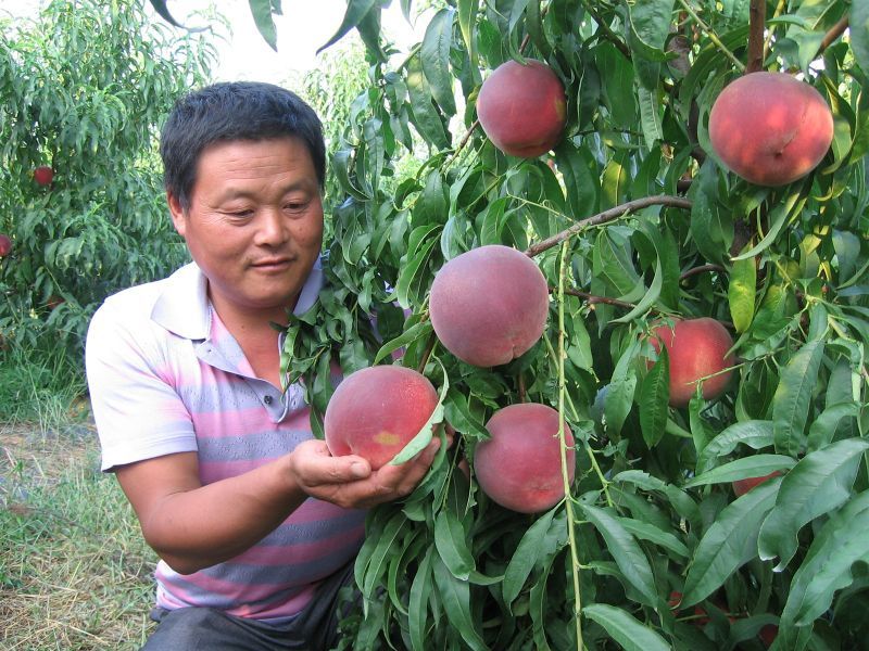 桃树苗。桃苗，河南桃树苗，中桃22号桃树苗，自家苗圃培育