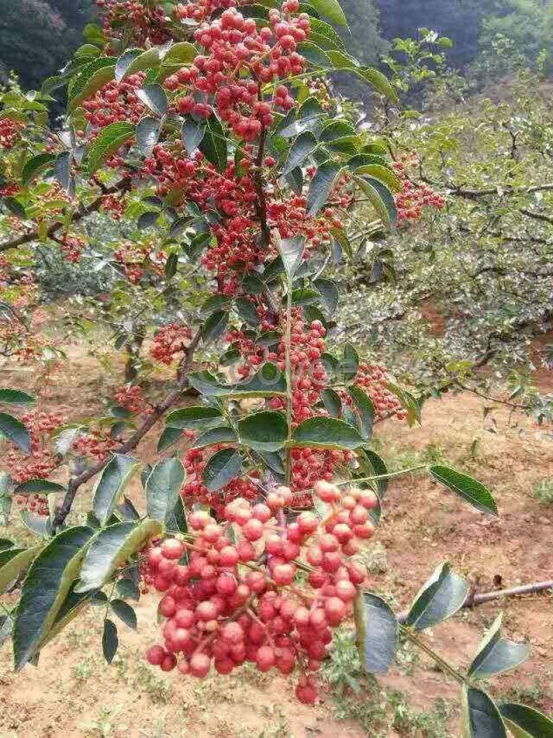 花椒苗。河南花椒苗，花椒树。大红袍花椒苗。自家苗圃培育