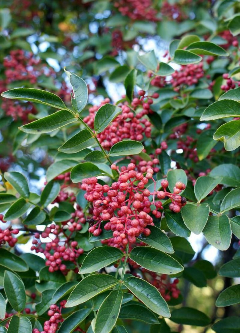 花椒苗，花椒树苗。都是自己家苗圃培育出售的