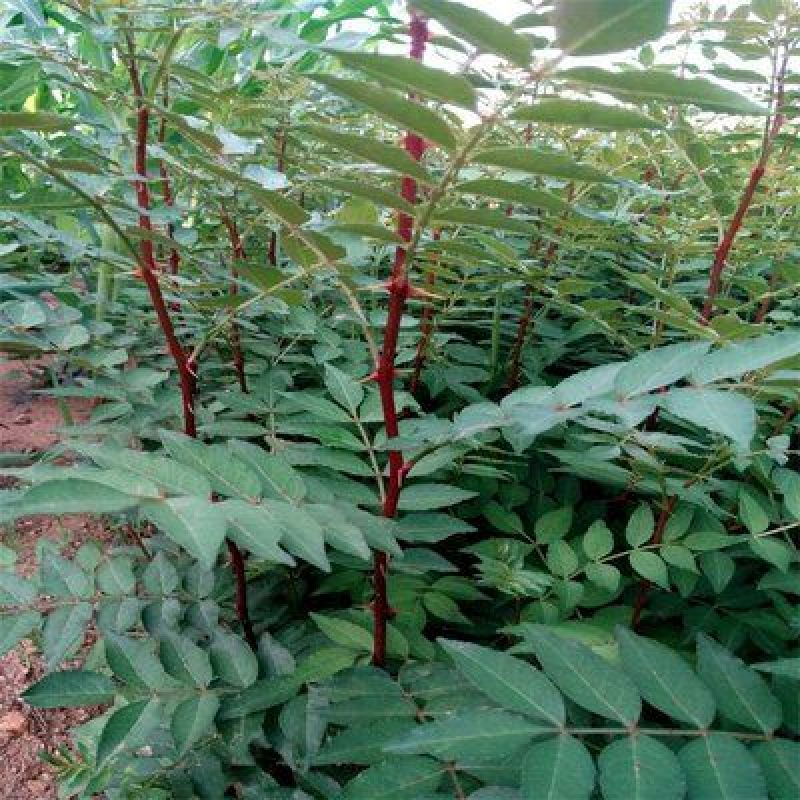 花椒苗，花椒树苗。都是自己家苗圃培育出售的