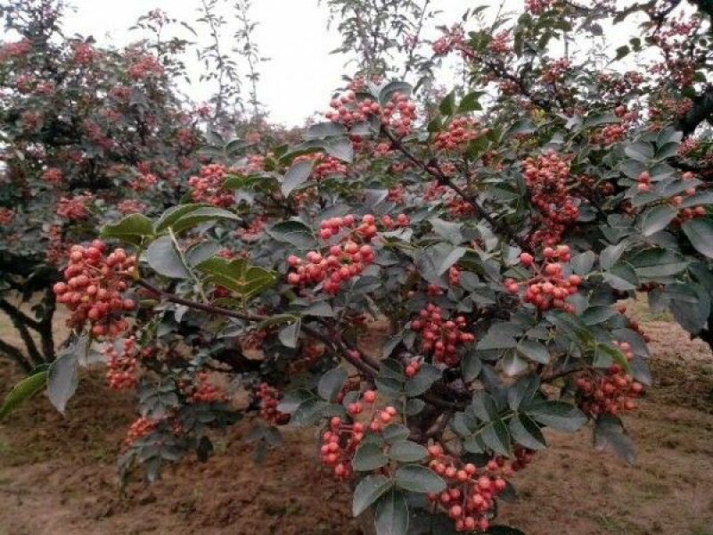 花椒苗，花椒树苗。都是自己家苗圃培育出售的