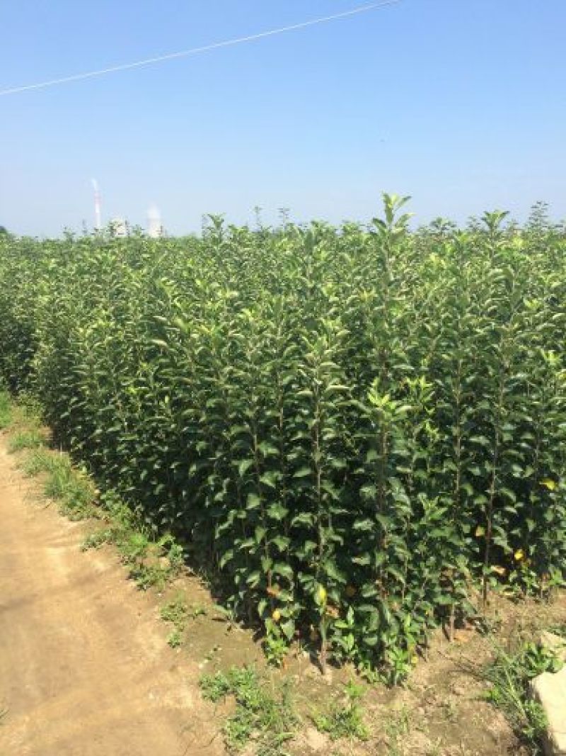 苹果苗，苹果树苗，自家苗圃繁育，无中介，欢迎大家