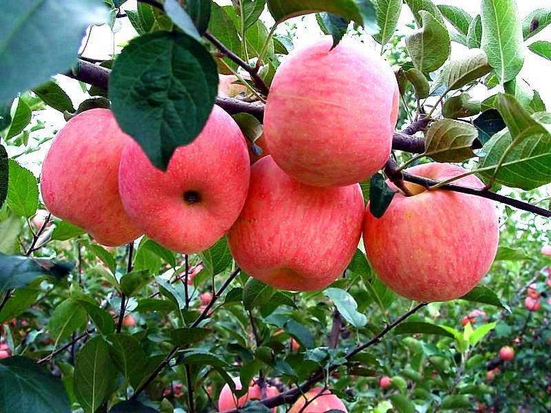 苹果苗，苹果树苗，自家苗圃繁育，无中介，欢迎大家