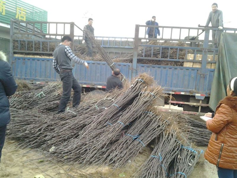 苹果苗，苹果树苗，自家苗圃繁育，无中介，欢迎大家