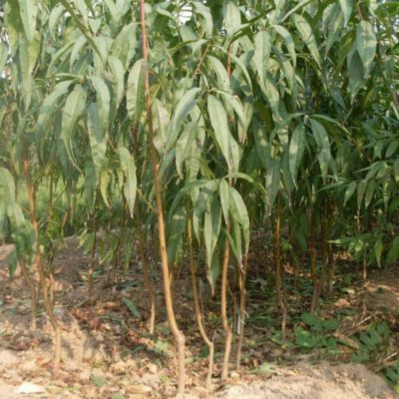 石黄果桃树苗，国内最新品种，自家苗圃培育。无中介。