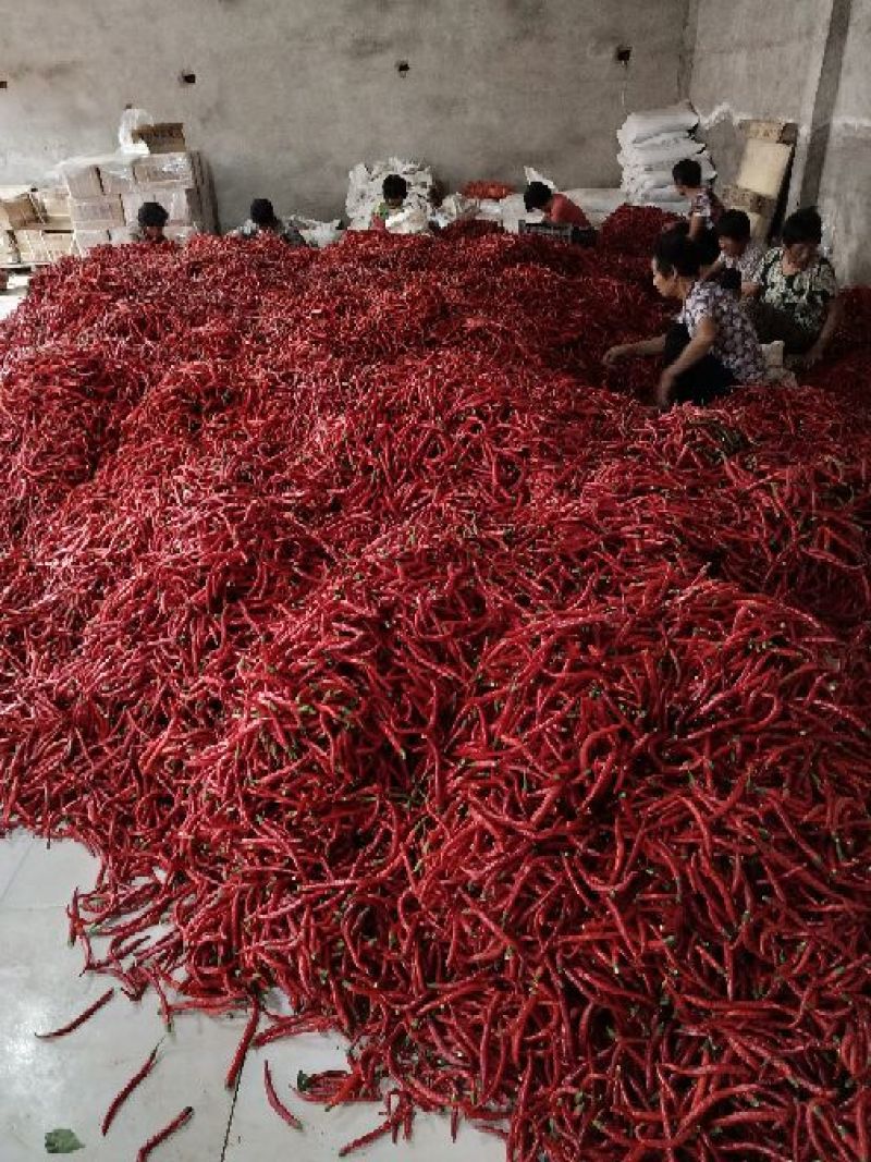 辣椒以大量上市，欢迎来厂考察