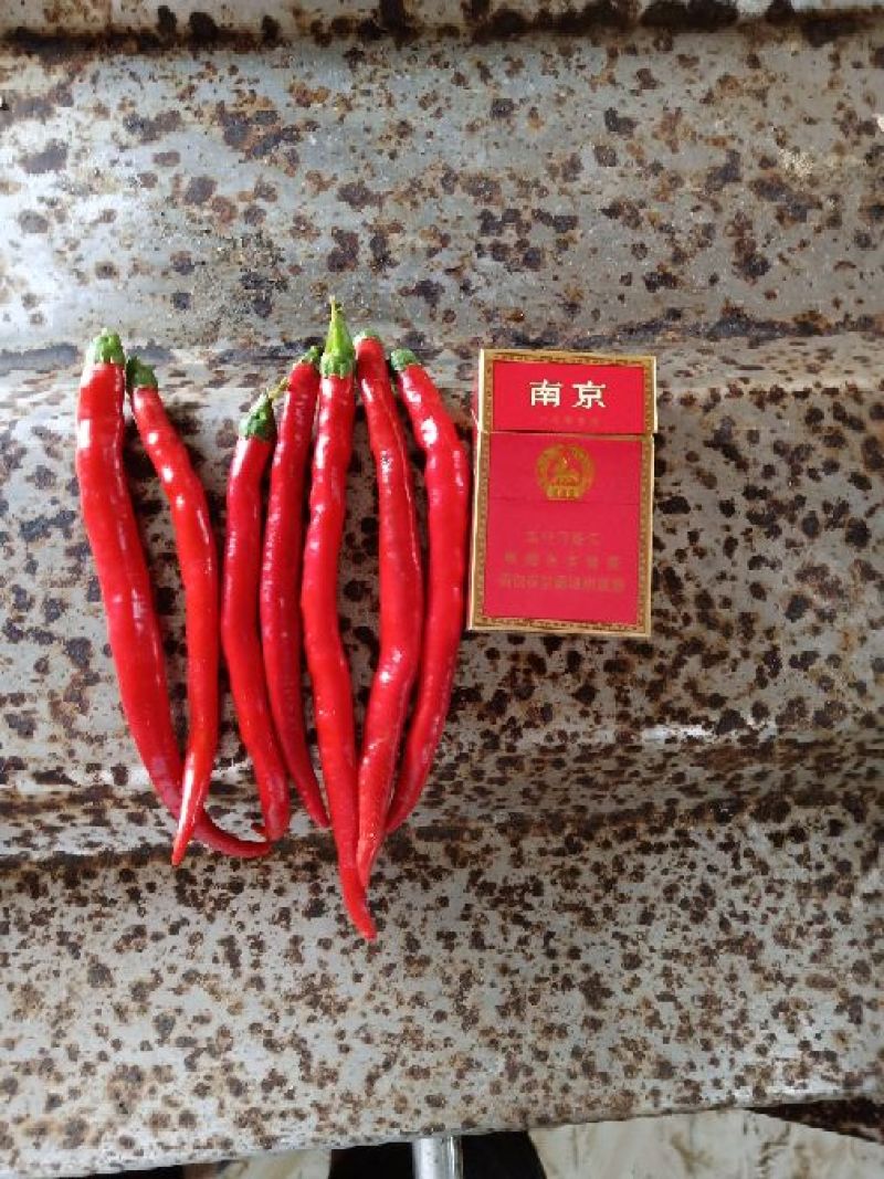 辣椒以大量上市，欢迎来厂考察