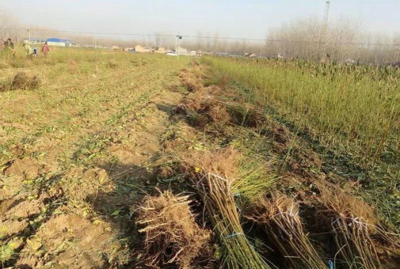 中油蟠7号桃树苗80cm以上桃树苗批发