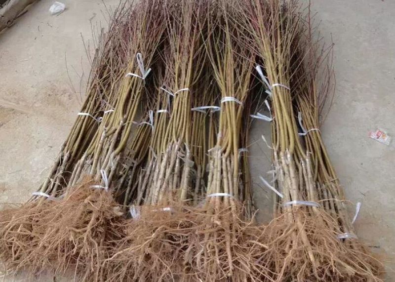 中油蟠7号桃树苗80cm以上桃树苗批发
