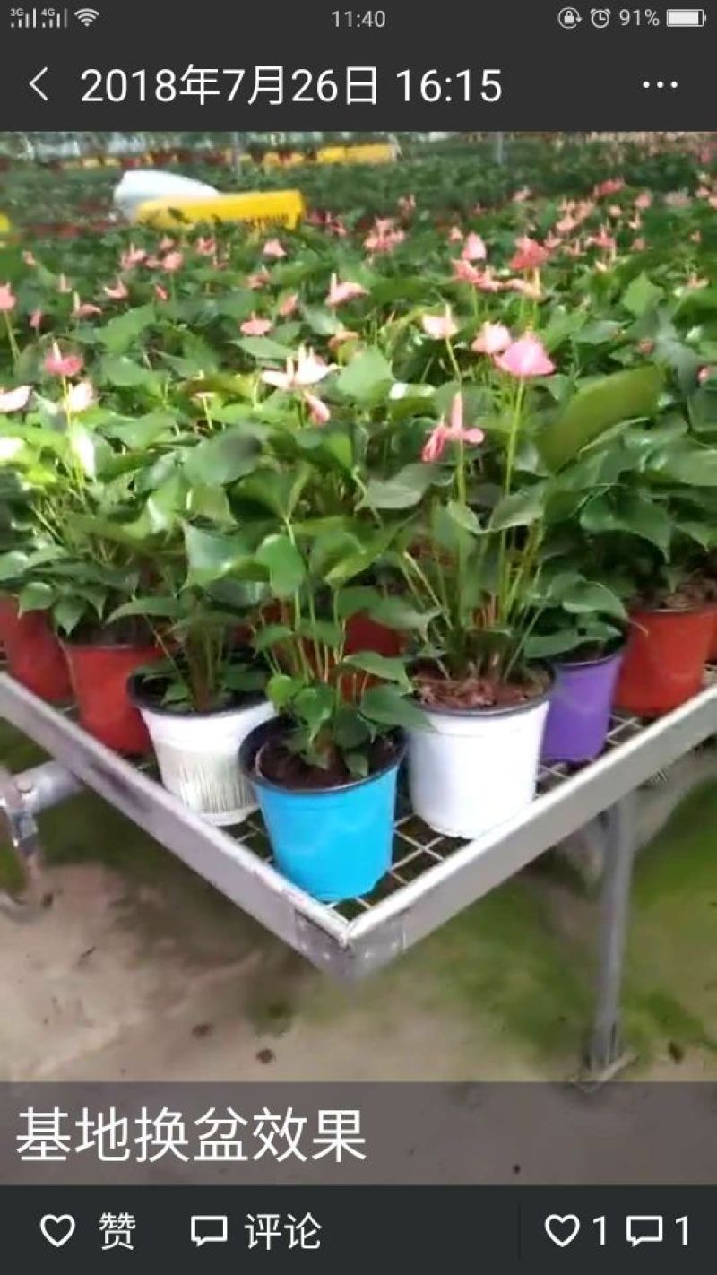 塑料花盆多色可选可定制