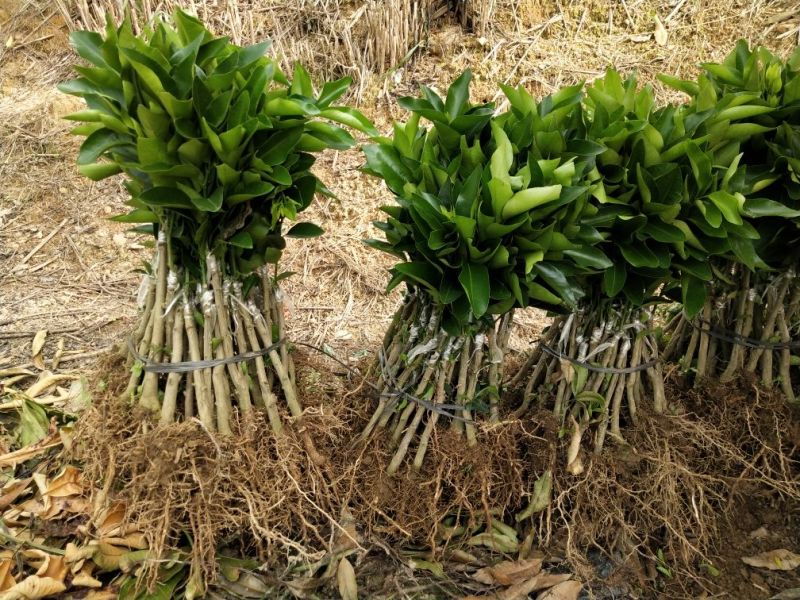 沃柑苗
